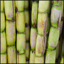 bagasse de canne à sucre