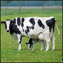 vaches